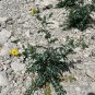 Mexican Poppy Argemone mexicana 100 Seeds