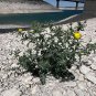 Mexican Poppy Argemone mexicana 100 Seeds