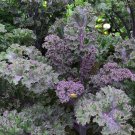 Purple Kale 100 Seeds Brassica oleracea Purple Kale 100 Seeds Brassica oleracea