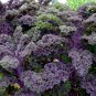 Purple Kale 100 Seeds Brassica oleracea