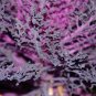 Purple Kale 100 Seeds Brassica oleracea