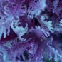 Purple Kale 100 Seeds Brassica oleracea
