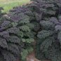 Purple Kale 100 Seeds Brassica oleracea