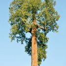 Western Redcedar   Thuja plicata   20 Seeds