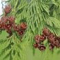Western Redcedar Thuja plicata 20 Seeds