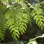 Western Redcedar Thuja plicata 20 Seeds
