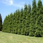Western Redcedar Thuja plicata 20 Seeds