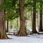 Western Redcedar Thuja plicata 20 Seeds