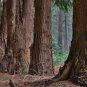 Western Redcedar Thuja plicata 20 Seeds