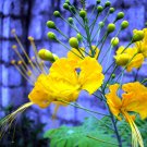 Yellow Pride of Barbados Caesalpinia pulcherrima 10 Seeds