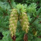 Douglas Fir Pseudotsuga menziesii 100 Seeds
