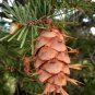 Douglas Fir Pseudotsuga menziesii 100 Seeds