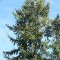Douglas Fir Pseudotsuga menziesii 100 Seeds
