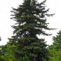 Douglas Fir Pseudotsuga menziesii 100 Seeds