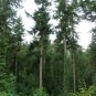 Douglas Fir Pseudotsuga menziesii 100 Seeds