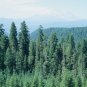 Douglas Fir Pseudotsuga menziesii 100 Seeds