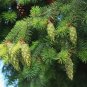 Douglas Fir Pseudotsuga menziesii 100 Seeds