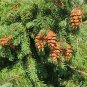 Douglas Fir Pseudotsuga menziesii 100 Seeds