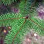 Douglas Fir Pseudotsuga menziesii 100 Seeds