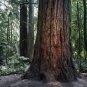 Douglas Fir Pseudotsuga menziesii 100 Seeds