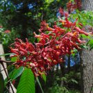Red Buckeye  Aesculus pavia  5 Seeds