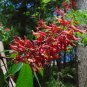 Red Buckeye Aesculus pavia 5 Seeds