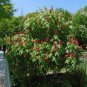Red Buckeye Aesculus pavia 5 Seeds