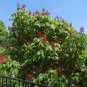 Red Buckeye Aesculus pavia 5 Seeds