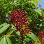 Red Buckeye Aesculus pavia 5 Seeds