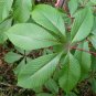 Red Buckeye Aesculus pavia 5 Seeds