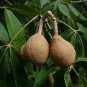 Red Buckeye Aesculus pavia 5 Seeds