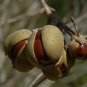 Red Buckeye Aesculus pavia 5 Seeds