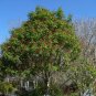 Red Buckeye Aesculus pavia 5 Seeds