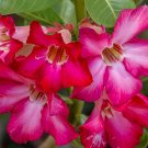 Desert Rose Adenium obesum 10 Seeds Desert Rose Adenium obesum 10 Seeds