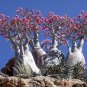 Desert Rose Adenium obesum 10 Seeds