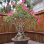 Desert Rose Adenium obesum 10 Seeds