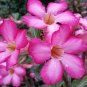 Desert Rose Adenium obesum 10 Seeds