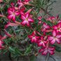 Desert Rose Adenium obesum 10 Seeds