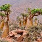 Desert Rose Adenium obesum 10 Seeds
