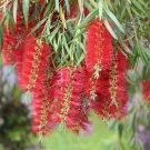 Weeping Bottlebrush Callistemon viminalis 100 Seeds Weeping Bottlebrush Callistemon viminalis 100 Seeds