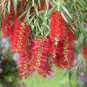 Weeping Bottlebrush Callistemon viminalis 100 Seeds