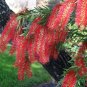 Weeping Bottlebrush Callistemon viminalis 100 Seeds
