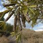 Weeping Bottlebrush Callistemon viminalis 100 Seeds