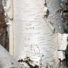 Paper Birch Betula papyrifera 500 Seeds Paper Birch Betula papyrifera 500 Seeds