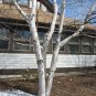 Paper Birch Betula papyrifera 500 Seeds