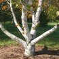Paper Birch Betula papyrifera 500 Seeds