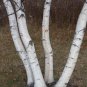 Paper Birch Betula papyrifera 500 Seeds