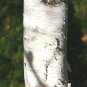 Paper Birch Betula papyrifera 500 Seeds