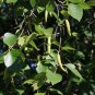 Paper Birch Betula papyrifera 500 Seeds