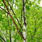 Paper Birch Betula papyrifera 500 Seeds